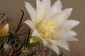 Kaktusblüte